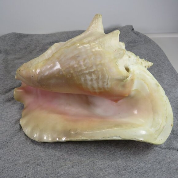 Large REAL Conch Sea Shell 10" tall 8" wide has some chips Tan pink white outer - Picture 1 of 10